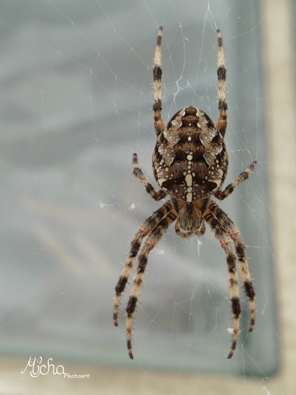 Kreuzspinne